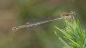 Ceriagrion tenellum female melanogastrum-